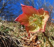 29 Helleborus niger (Elleboro) verso la fruttescenza